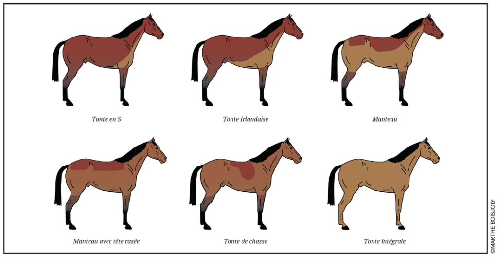 6 façons de tondre son cheval
