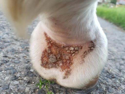 Cheval atteint de dermatophilose avec croûtes sur les membres